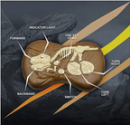 Dinosaurio con control remoto